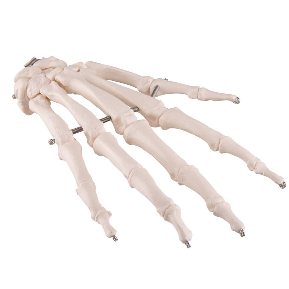 Hand Skeleton Wire Mounted - Anatomical Hand Model for Medical Education & Halloween Decor - Perfect for Classroom, Doctor Office, and Spooky Home Decor