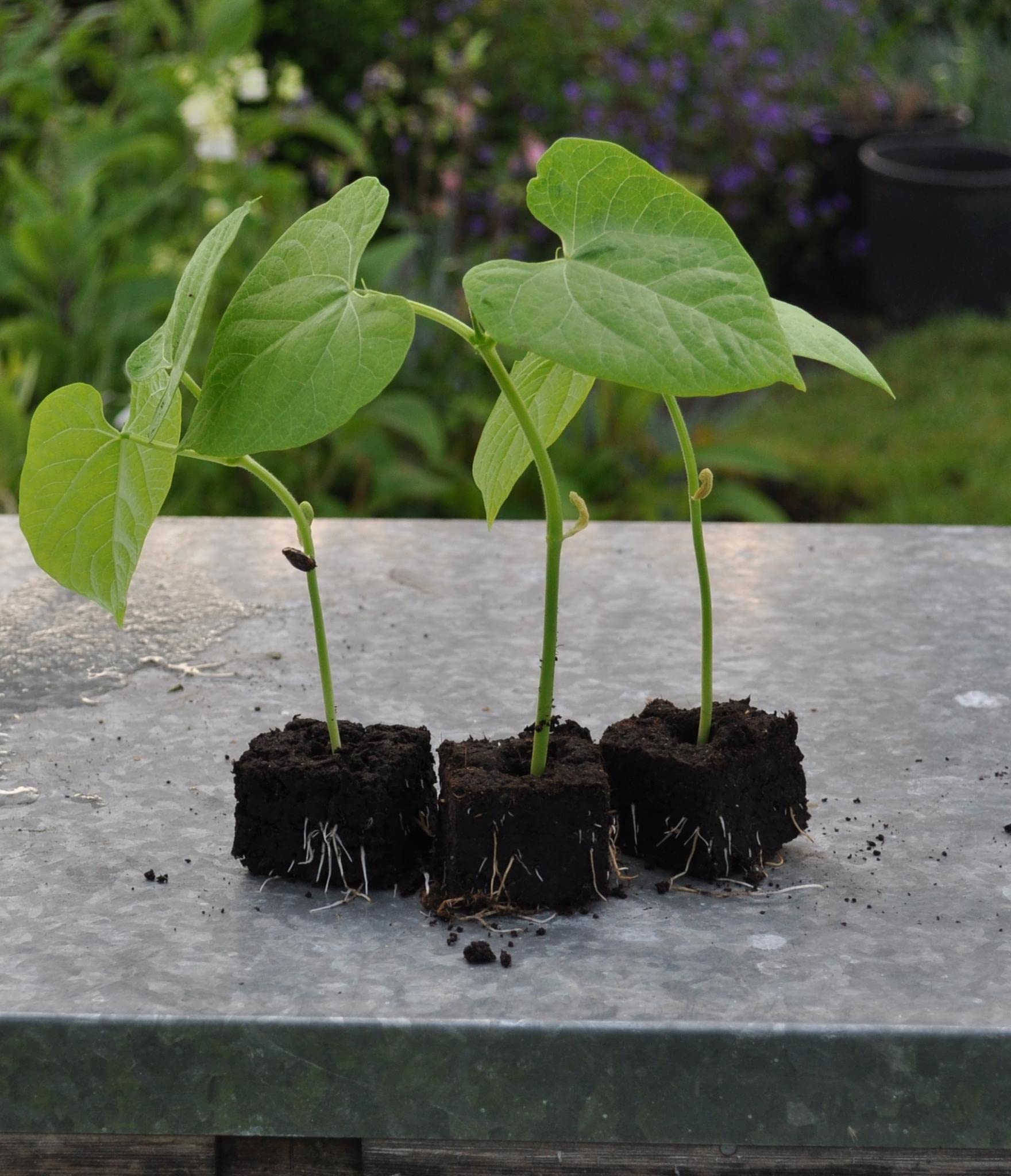 Ladbrooke Genuine Soil Block Maker - Mini 5 Handheld Soil Blocker for Seed Starting, Gardening Tools, Made in England | Perfect for Home Gardeners, Greenhouses & Organic Farming