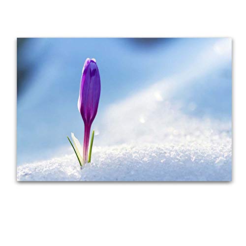Purple White Snow