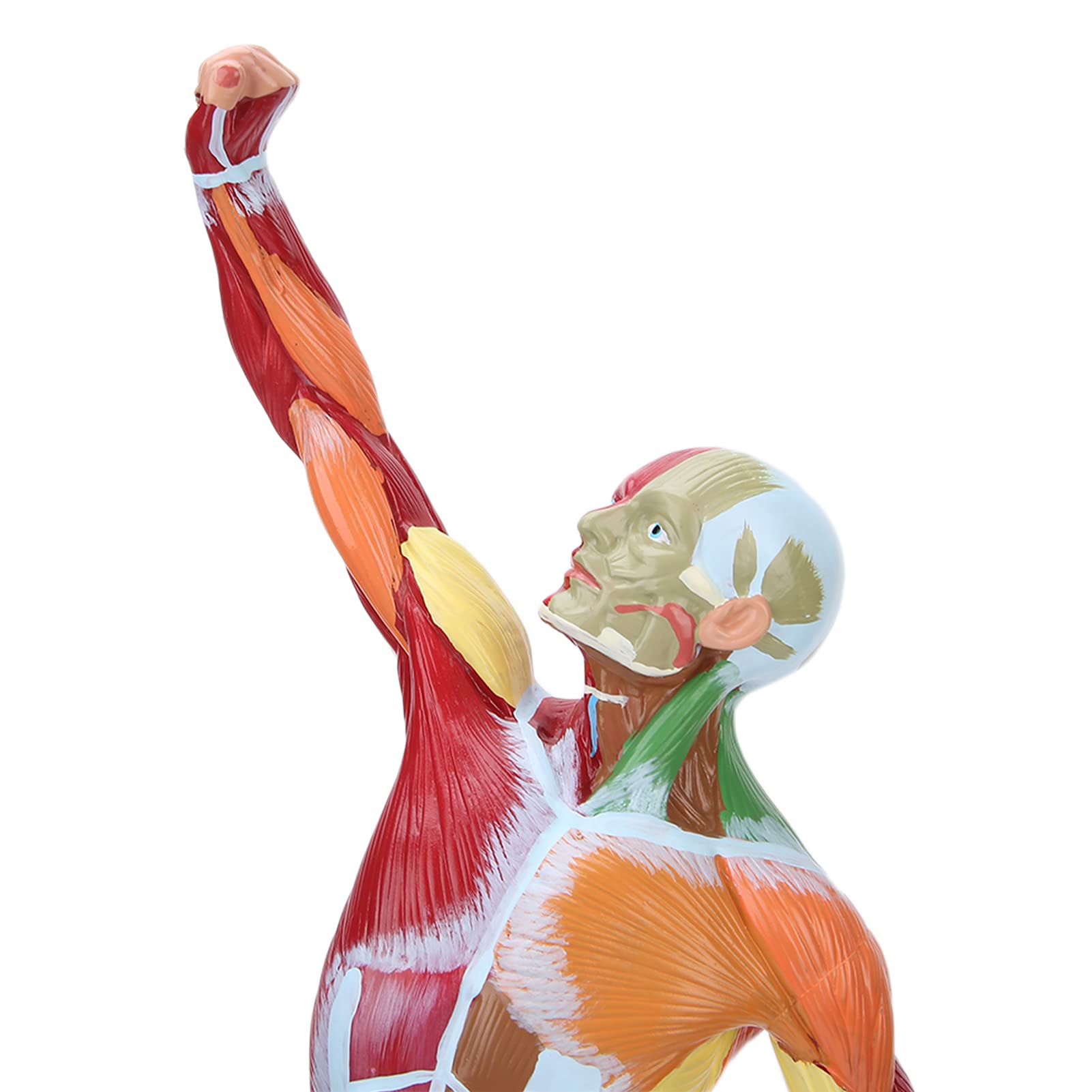 Human Body Muscle Structure Model - Durable Muscular System Anatomy for Medical Education, Art Study & Science Classrooms | Perfect for Doctors, Artists & Students Learning Human Anatomy
