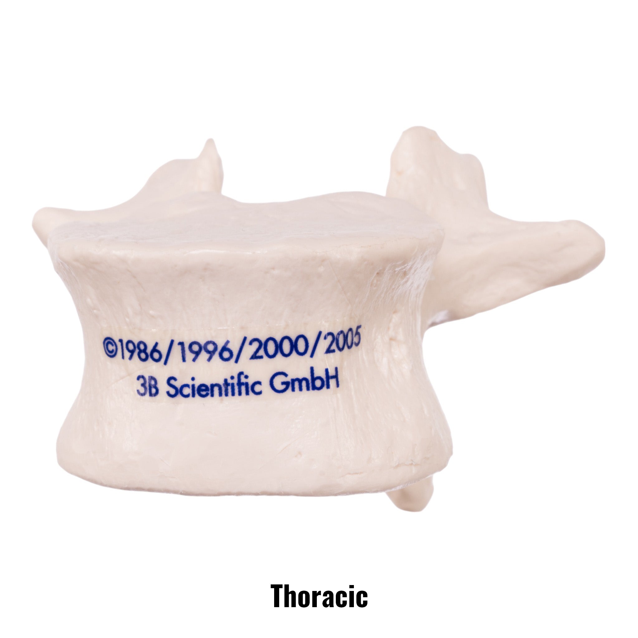 Replica Human Vertebra - Single Vertebrae Model for Anatomy Study, Medical Education & Science Classroom Display