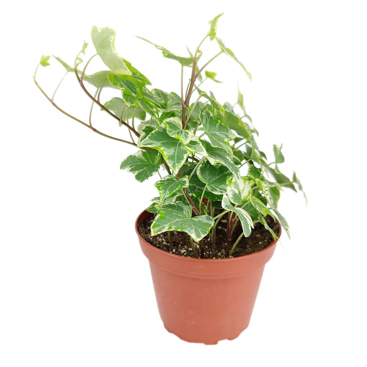 Golden English Ivy (4