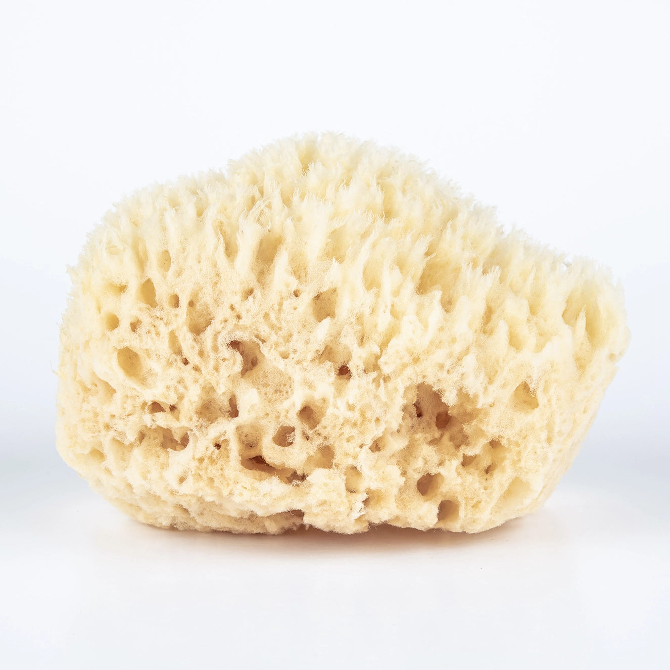 Baudelaire Natural Sea Sponge Gift Box - Large 5