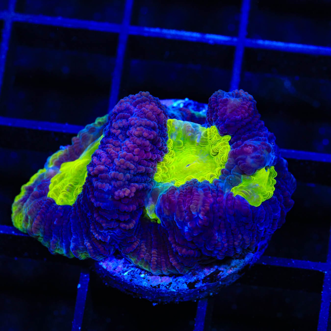 Dragon Spirit Favia Coral for Saltwater Aquariums - Vibrant Coral for Reef Tanks & Marine Aquascaping