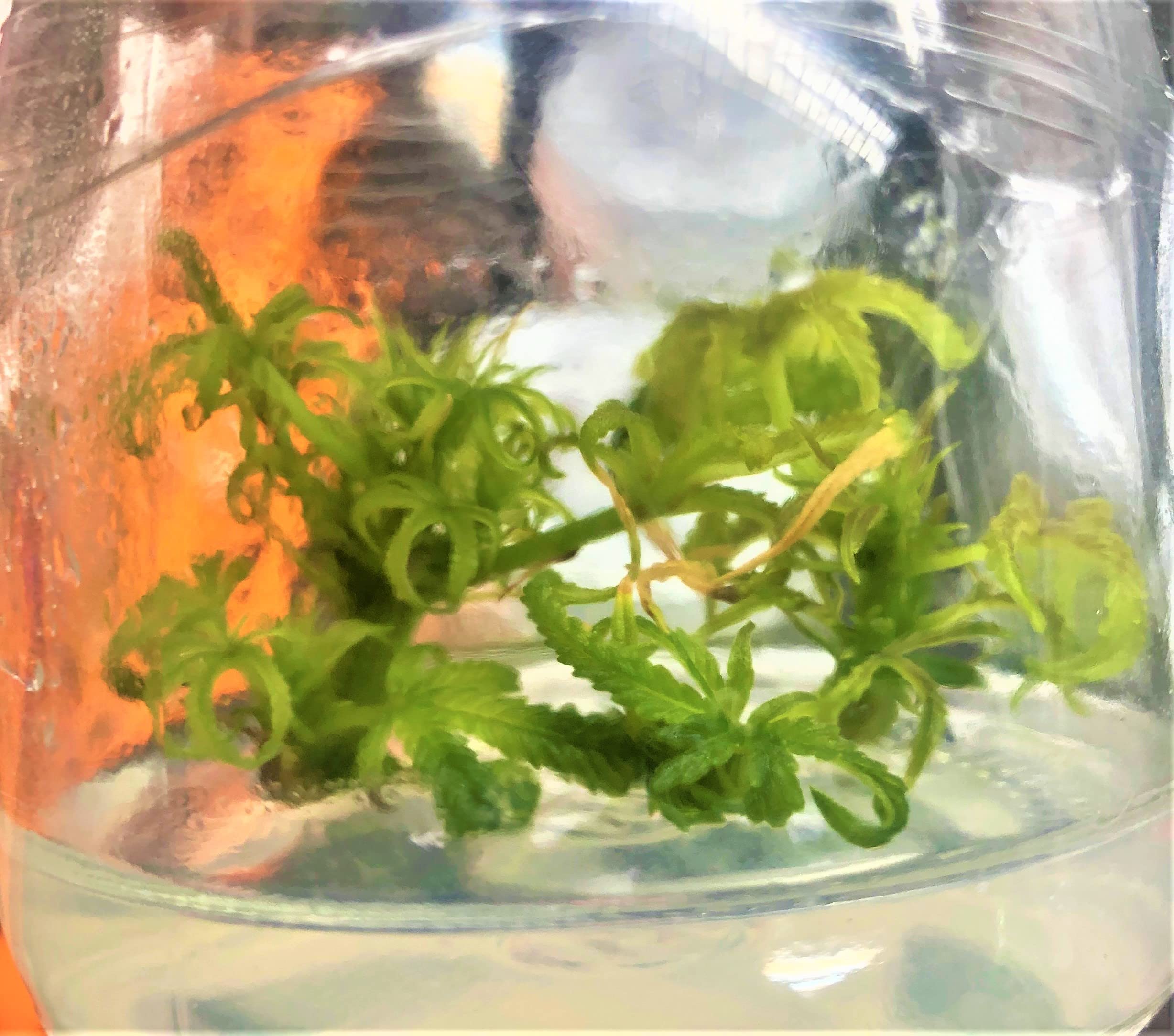 Premium Cannabis Cloning Tissue Culture Kit - Complete Set with Guide, Growth Media, Sterile Containers & Tools for Home Growers & Hydroponics Enthusiasts | Perfect for Indoor Gardening, Plant Propagation & DIY Cloning Projects