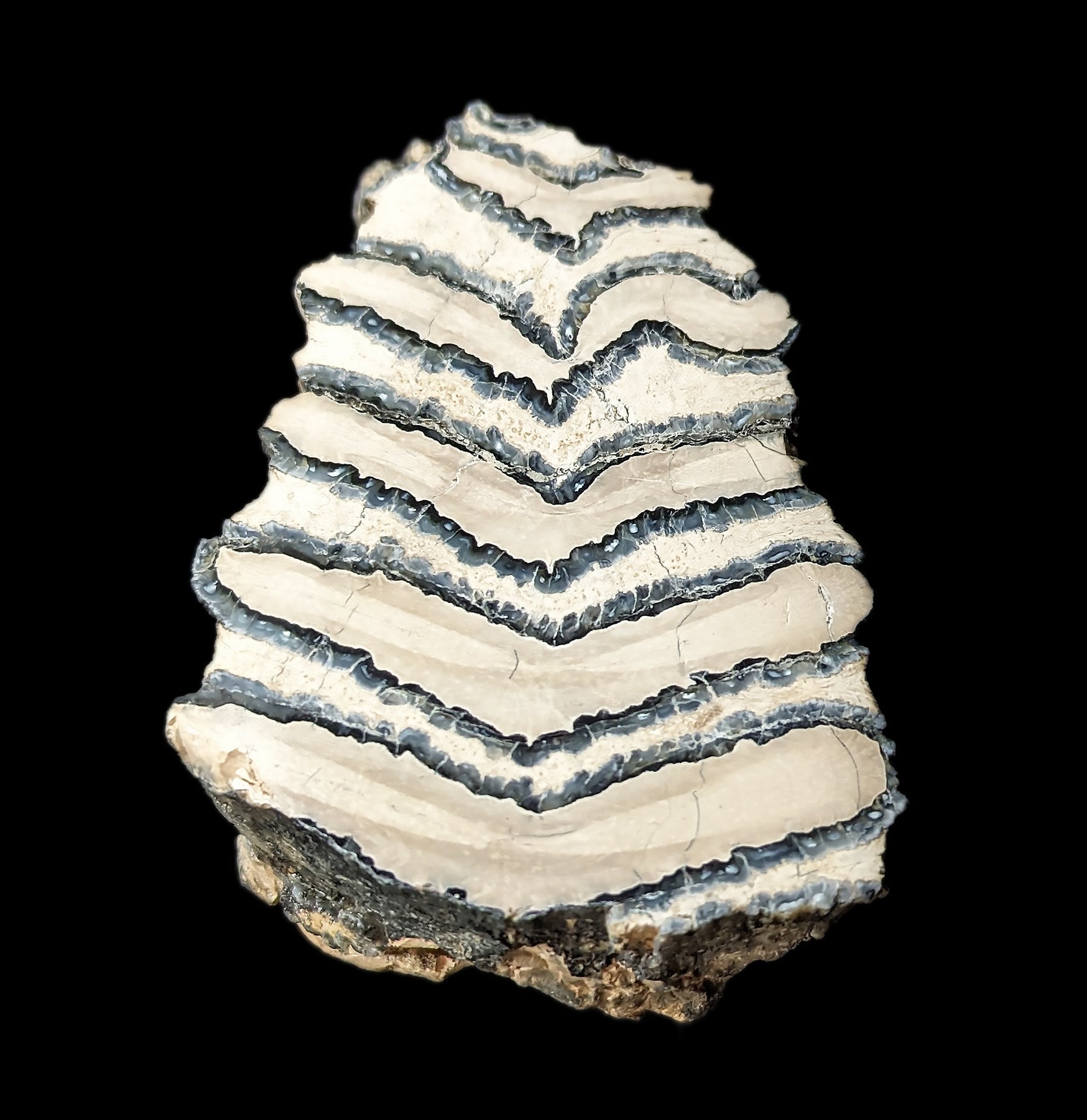 Polished Mammoth Tooth Chunk Specimen - Genuine Fossil Collectible for Home Decor, Science Education & Paleontology Enthusiasts - Perfect for Display Cases, Classroom Teaching & Unique Gift Ideas