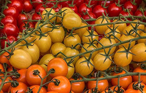 Organic Golden Cherry Tomato Seeds - Non-GMO, Heirloom, Indeterminate Variety for Home Gardening | Perfect for Containers, Greenhouses & Backyard Vegetable Gardens