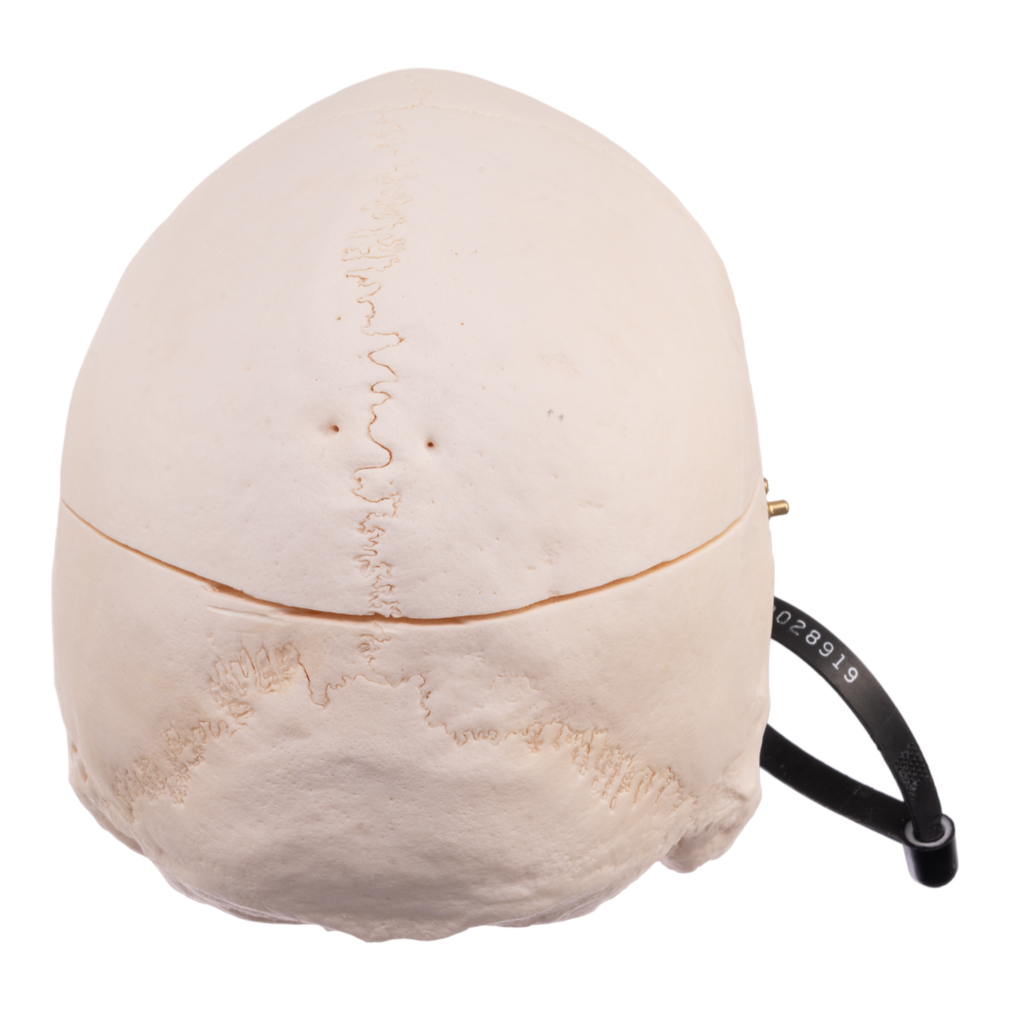Premium Anatomical Human Skull Model - Accurate & Detailed for Medical Study, Halloween Decor, and Science Education | Perfect for Doctors, Students, and Collectors