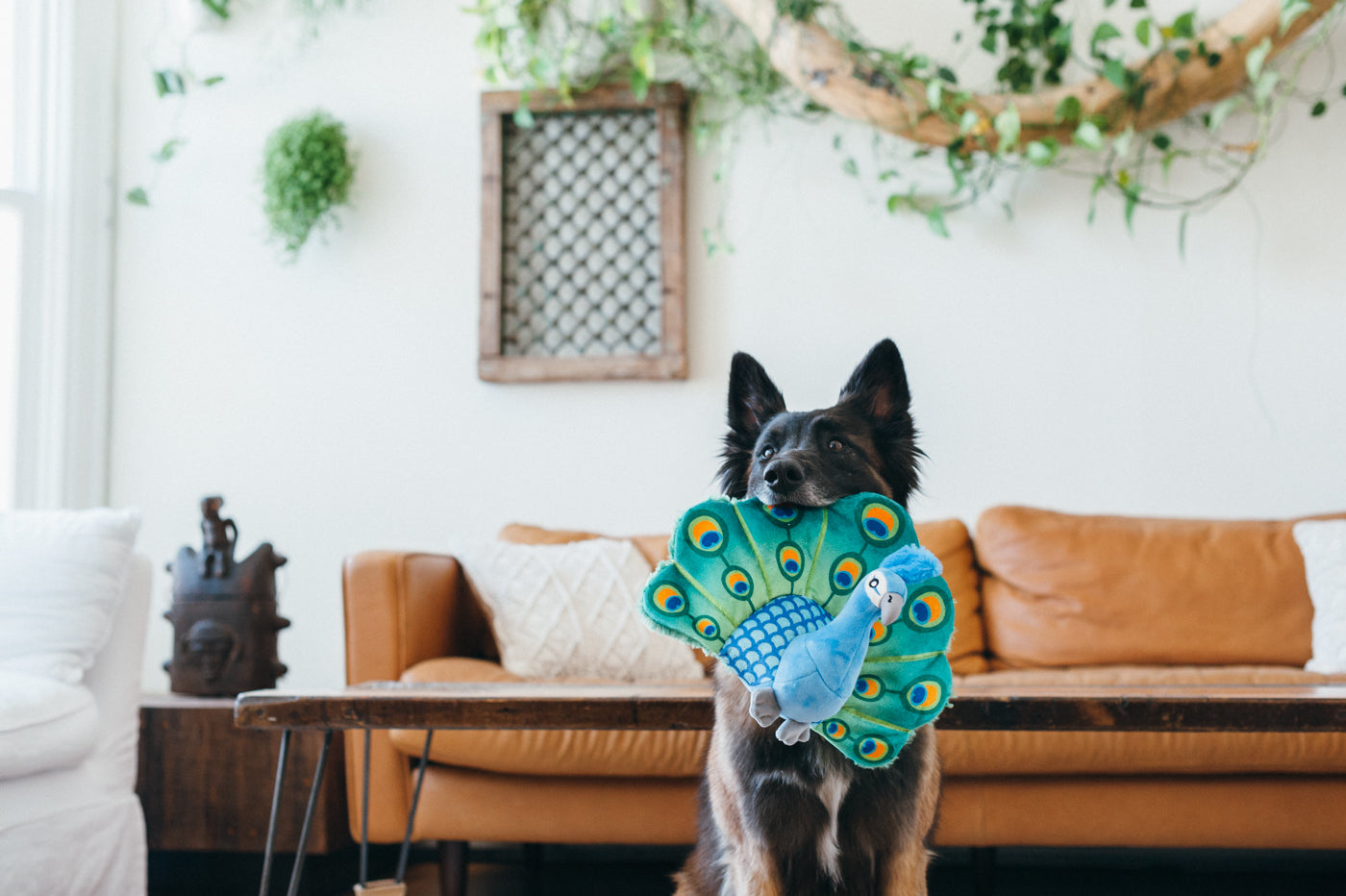 Percy the Peacock Plush Dog Toy - Fetching Flock™ Interactive Chew Toy for Dogs | Soft & Durable Pet P.L.A.Y. Toy for Fetch, Tug-of-War & Cuddling | Perfect for Playtime, Training & Comfort