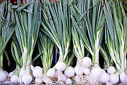 Barletta Cocktail Onion Seeds (100 Count) - Perfect for Salads, Kabobs, Pickling & Gourmet Cocktail Garnishes