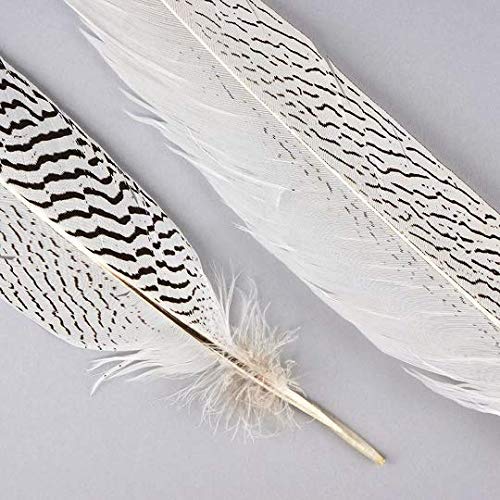 Natural Silver Pheasant Feathers 10