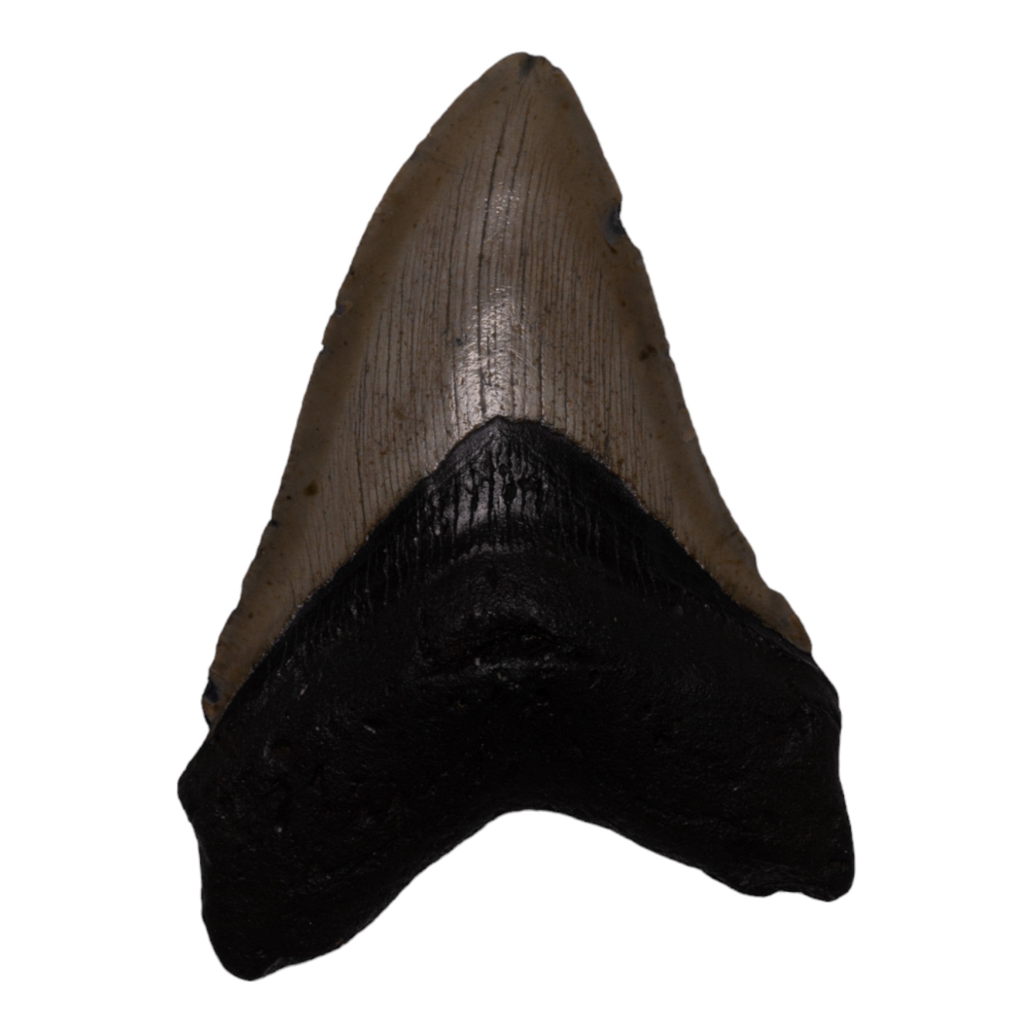 Authentic Megalodon Shark Tooth Fossil - Genuine Collector's Item for Jewelry Making, Home Decor & Educational Displays
