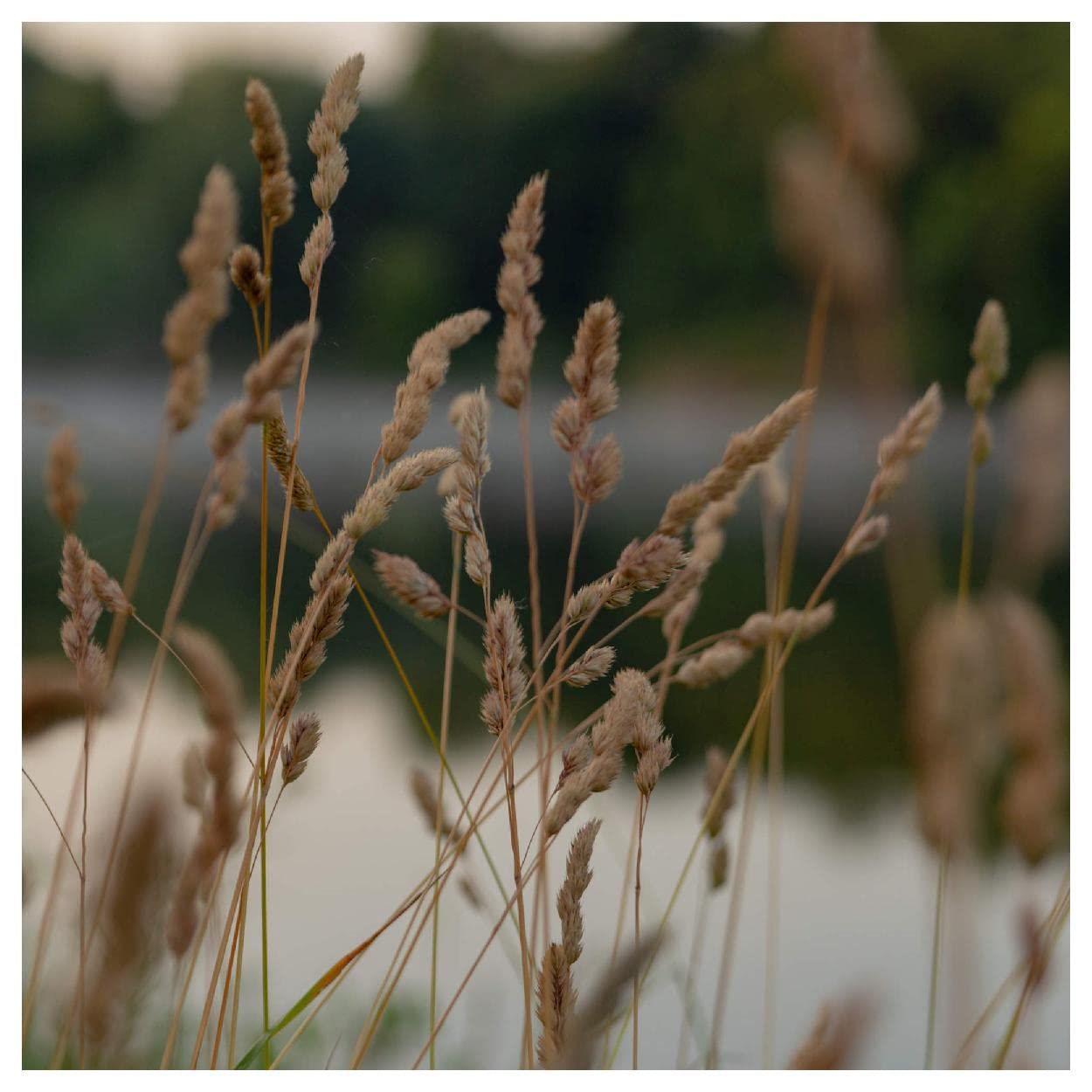 Everwilde Farms - 1/4 Lb Brown Fox Sedge Native Grass Seeds - Gold Vault Pack - Drought-Resistant Ornamental Grass for Landscaping, Erosion Control & Wildlife Gardens