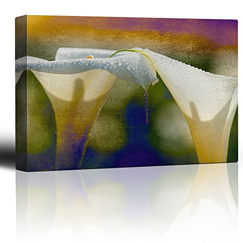 Cala Lilies