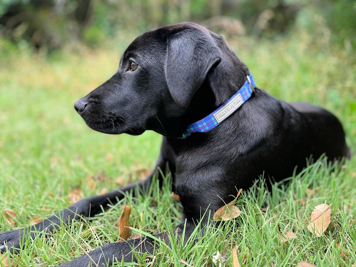 Scotty Dog Collar - Durable & Adjustable Pet Collar for Small & Medium Dogs - Perfect for Daily Walks, Training & Outdoor Adventures