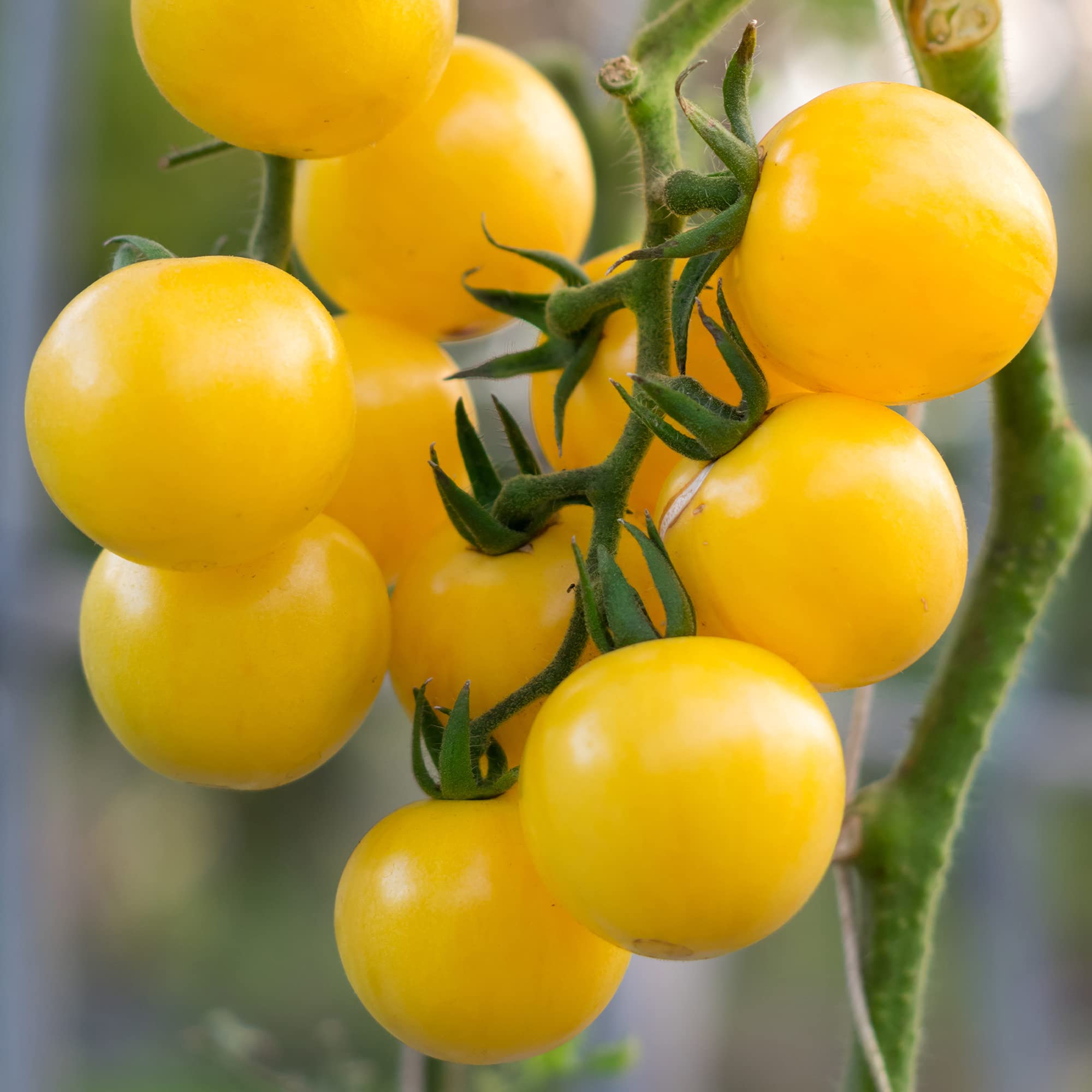 Organic Yellow Currant Tomato Seeds - Non-GMO Heirloom Variety - 4 Oz Pack (~30,000 Seeds) - Solanum lycopersicum - Perfect for Home Gardens, Urban Farming & Sustainable Agriculture - Grow Sweet Cherry-Sized Tomatoes for Salads, Canning & Fresh Eating