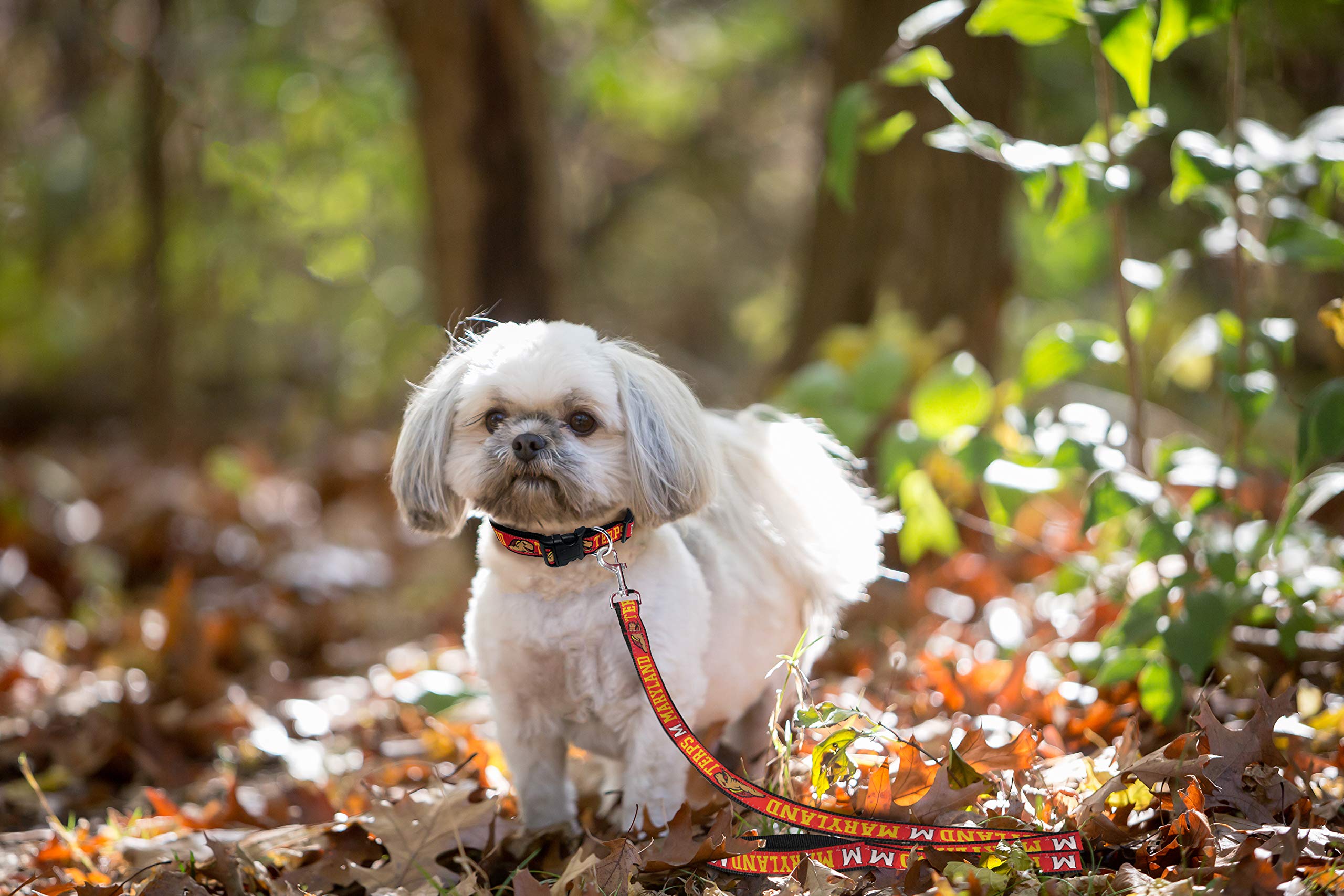 NCAA Licensed Maryland Terrapins Pet Leash - Large, Durable & Colorful Dog & Cat Leash for Walking, Training & Outdoor Adventures