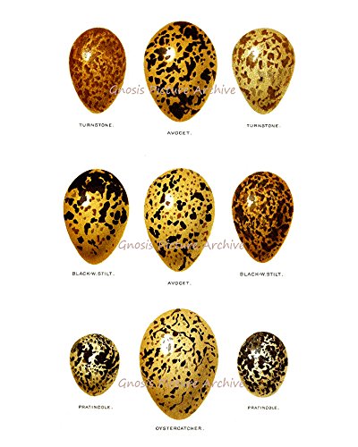 Easter Decorations - Set of 6 Bird Eggs Wall Art Prints, Unframed Home Decor for Easter, Spring & Nursery Room - Perfect for Living Room, Bedroom, Kitchen & Holiday Party Decorations
