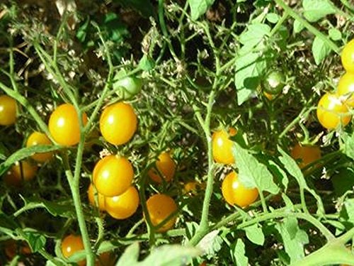 High-Yield Small Yellow Cherry Tomato Seeds (10-Pack) - Perfect for Home Gardens, Containers & Fresh Salads