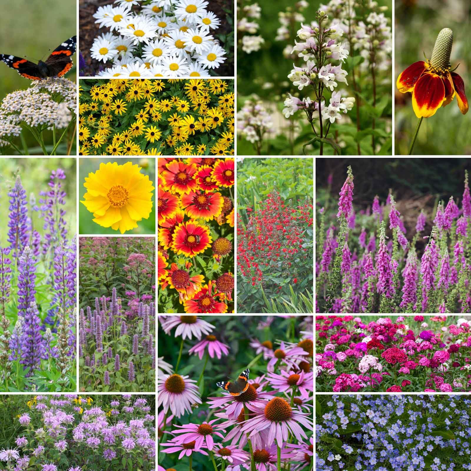 Eden Brothers Deer Resistant Wildflower Seeds Mix - 1/4 lb (120,000+ Seeds) with Sweet William | Perennial Flower Seeds for Planting | Attracts Bees, Butterflies & Pollinators | Spring & Fall Planting | Zones 3-10 | Perfect for Gardens, Meadows & Landscaping