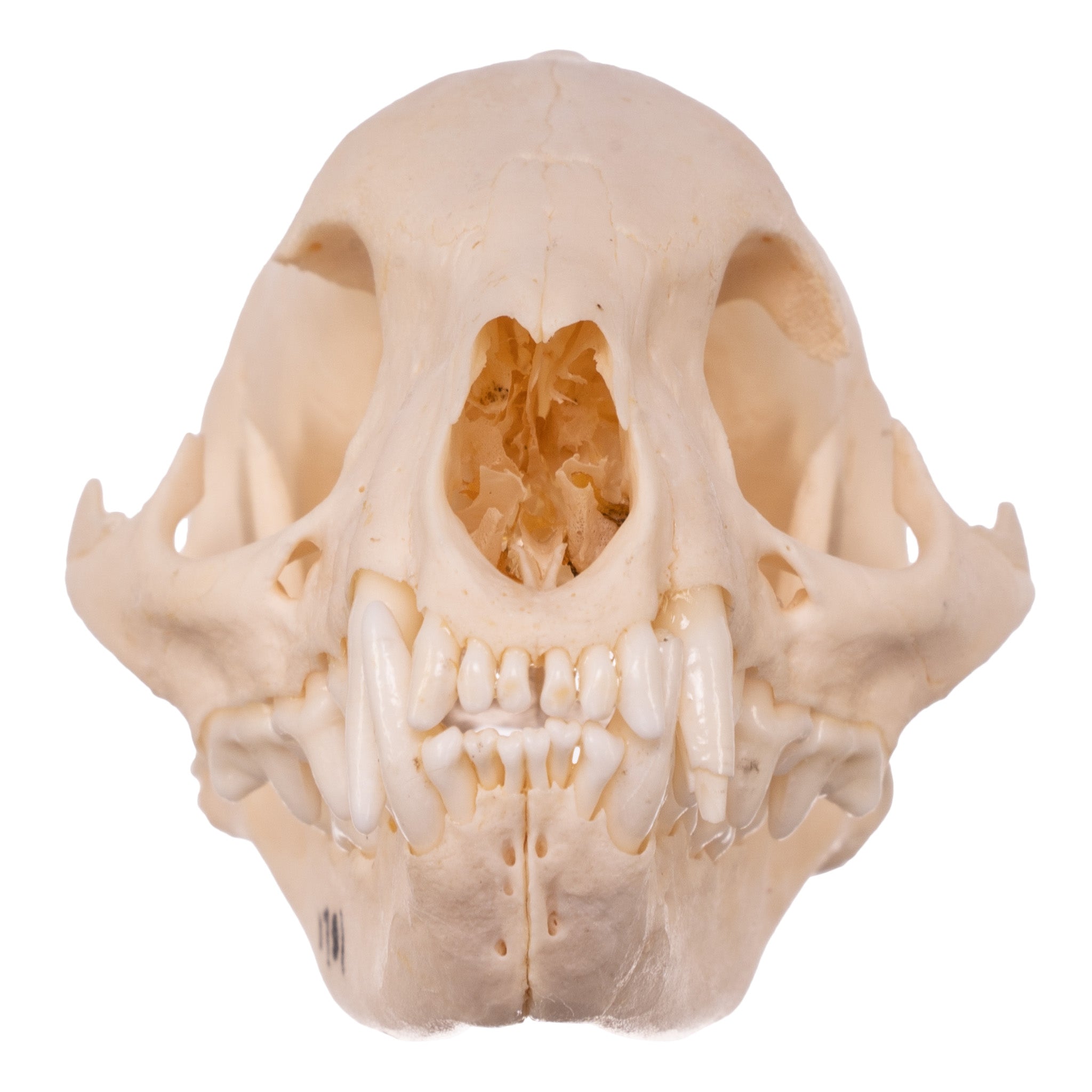 Authentic Mongoose Skull Set of 2 - Taxidermy Specimen for Oddity Collectors, Gothic Decor & Biology Study - Perfect for Halloween, Cabinets of Curiosities & Science Classrooms