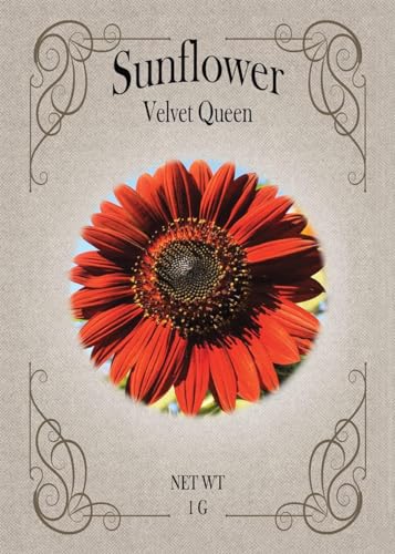 Velvet Queen Sunflower