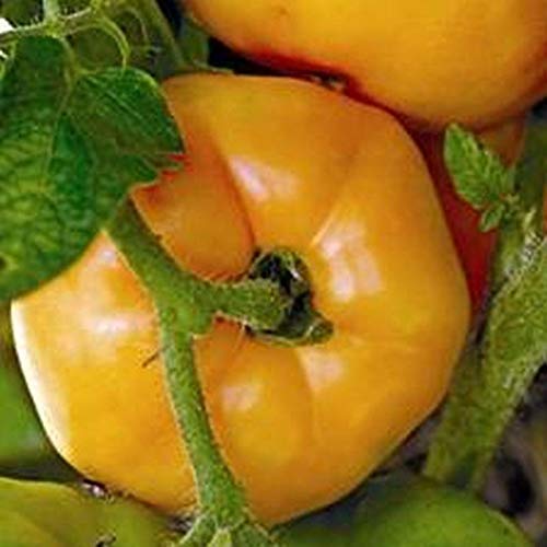 Premium Persimmon Fruit Seeds - Sweet & Flavorful (25 Seeds) for Home Garden, Organic Farming & Fresh Fruit Lovers