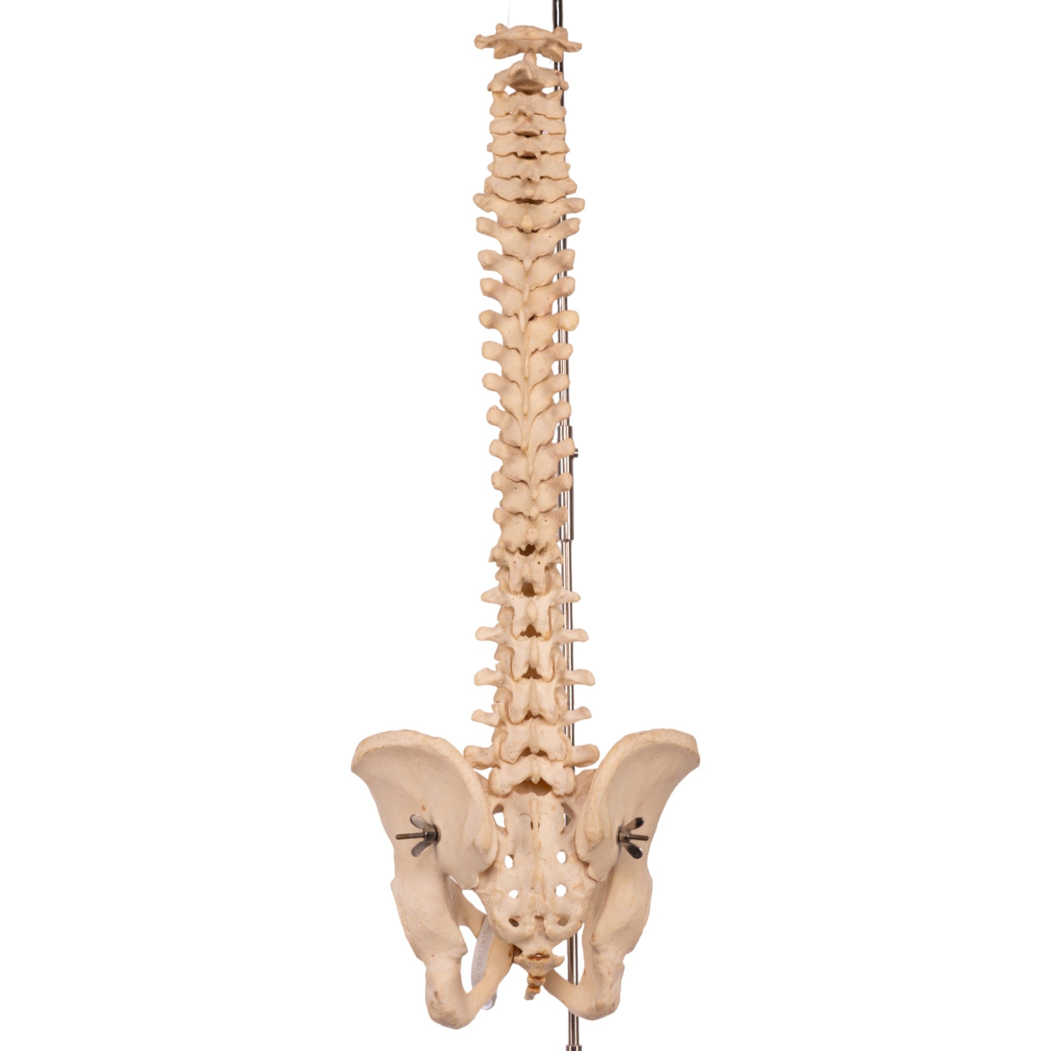 Authentic Human Spine, Sacrum & Pelvis Model - Medical Anatomy Study, Chiropractic Training, Classroom Demonstration, and Science Education Display