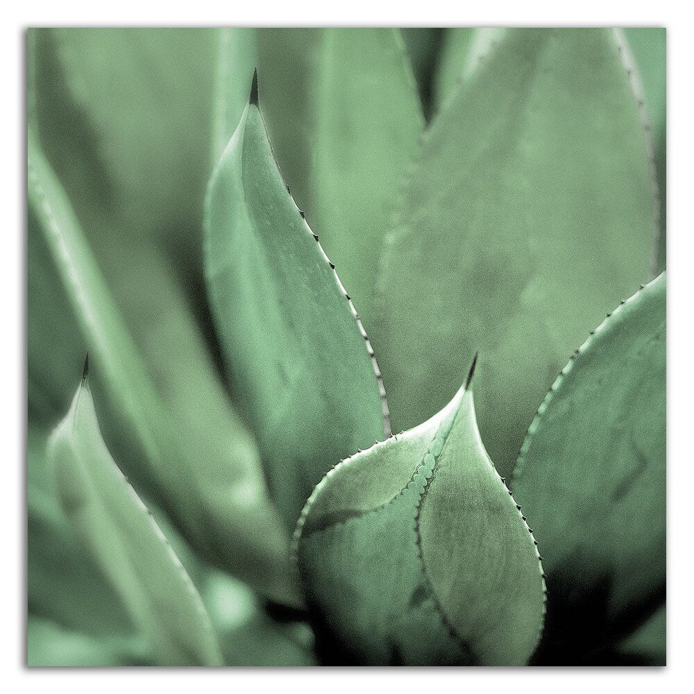 Agave 4 by Alan Blaustein - Premium Canvas Wall Art Print - Ready to Hang - Perfect for Living Room, Bedroom & Office Decor