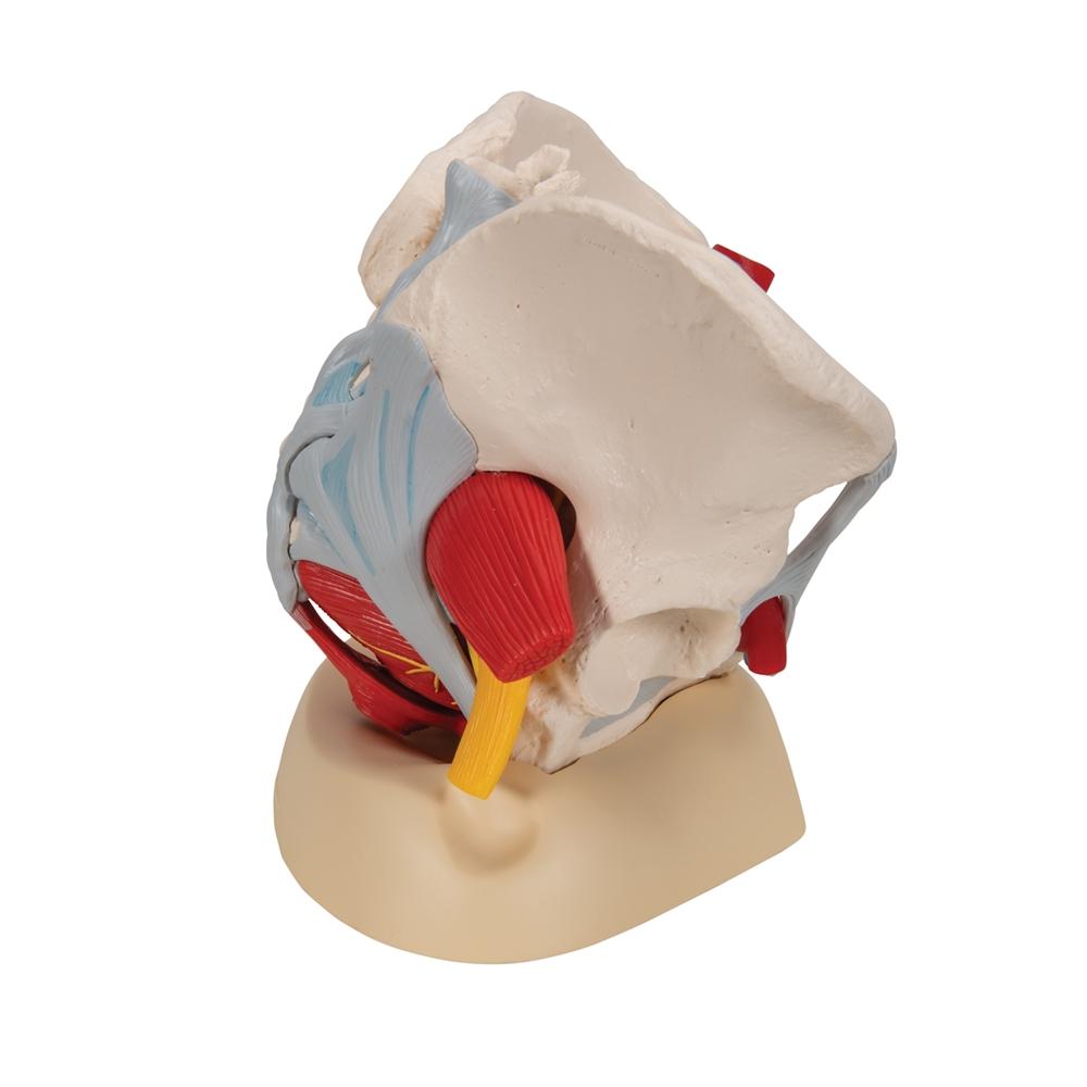 Female Pelvis Anatomy Model with Ligaments, Pelvic Floor & Organs - 6-Part Detachable Medical Educational Tool for Students, Doctors & Physical Therapists - Perfect for Classroom, Clinic & Home Study