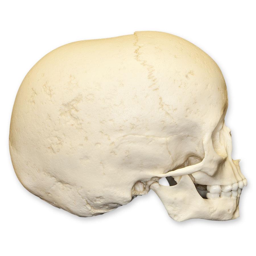 Authentic Replica 5-Year-Old Human Child Skull - Anatomical Model for Medical Study, Halloween Decor & Educational Display