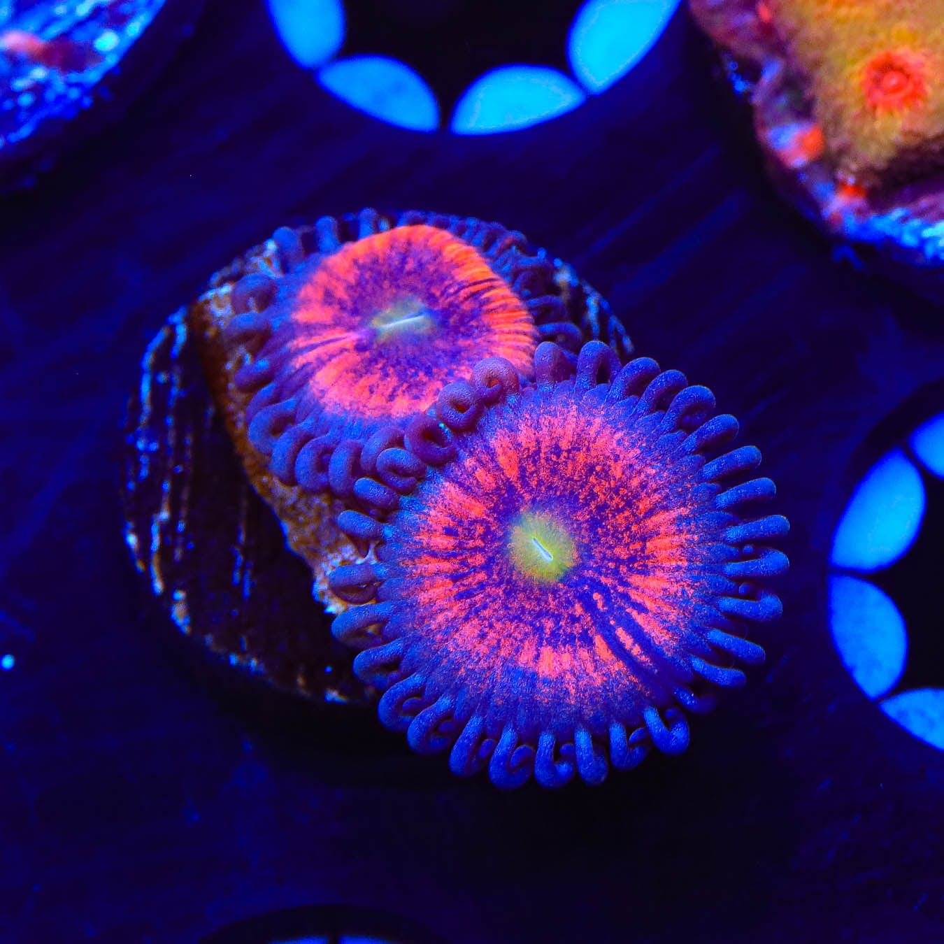 Everlasting Gobstopper Zoanthids Coral - Vibrant Saltwater Aquarium Coral for Reef Tanks & Marine Displays | Perfect for Home Aquascaping & Coral Frag Propagation