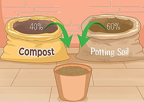 Organic Curry Leaf Plant (Murraya koenigii) - Fresh Curry Leaves for Cooking - Perfect Outdoor Herb Garden Plant for Indian & Asian Cuisine - Ideal for Home Gardens, Balconies & Patios