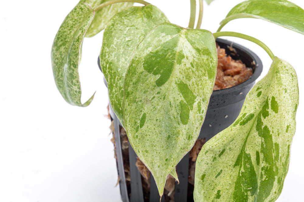 Philodendron Paraiso Verde Bare Root Plant - Rare Tropical Houseplant for Indoor Decor, Office & Living Room