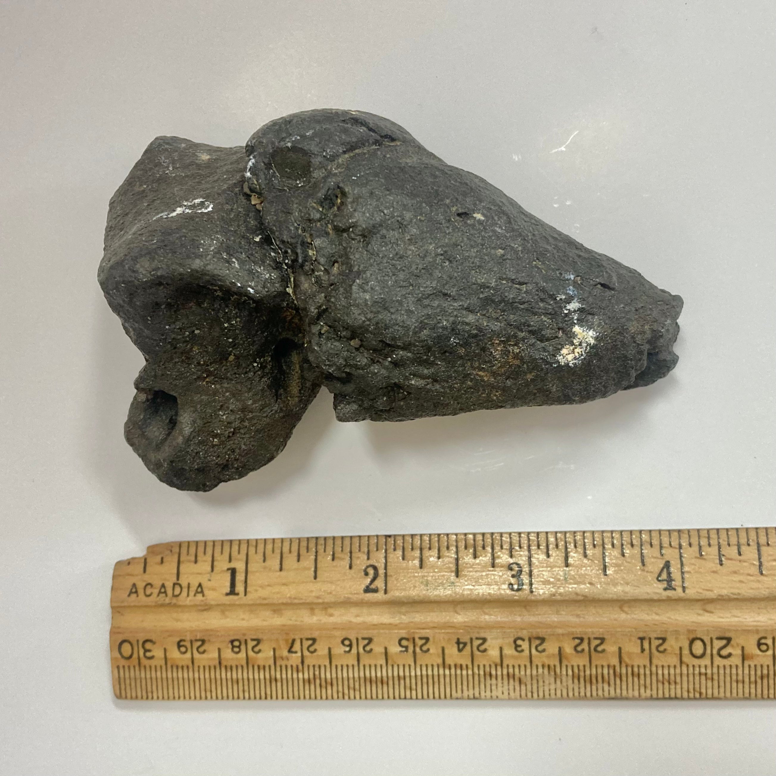 Authentic Whale Ear Bone Fossil - Genuine Collectible Marine Specimen for Science Enthusiasts & Home Decor | Perfect for Educational Displays, Ocean-Themed Decor, and Unique Gift Ideas