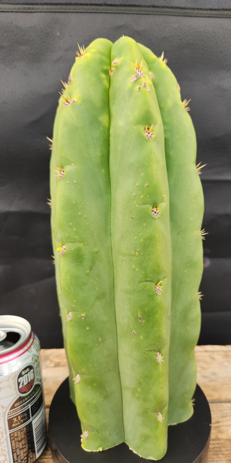 Exact Trichocereus Cordobensis Brighton X Knuthianus Cactus - 11.5 Inch Rare Hybrid Succulent Plant for Home Decor, Office, or Garden Landscaping