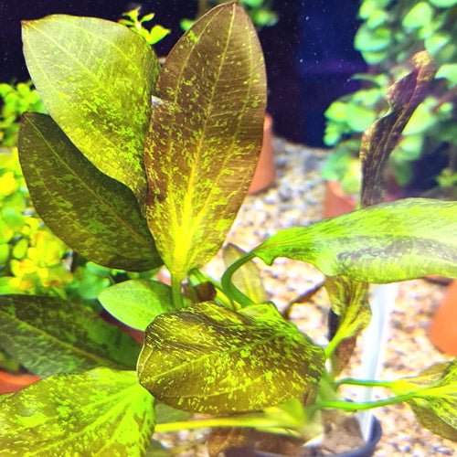 TCulture Echinodorus Red Flame Aquatic Plant - Live Aquarium Plant for Fish Tank Decor | Perfect for Freshwater Aquascaping & Tropical Fish Habitats