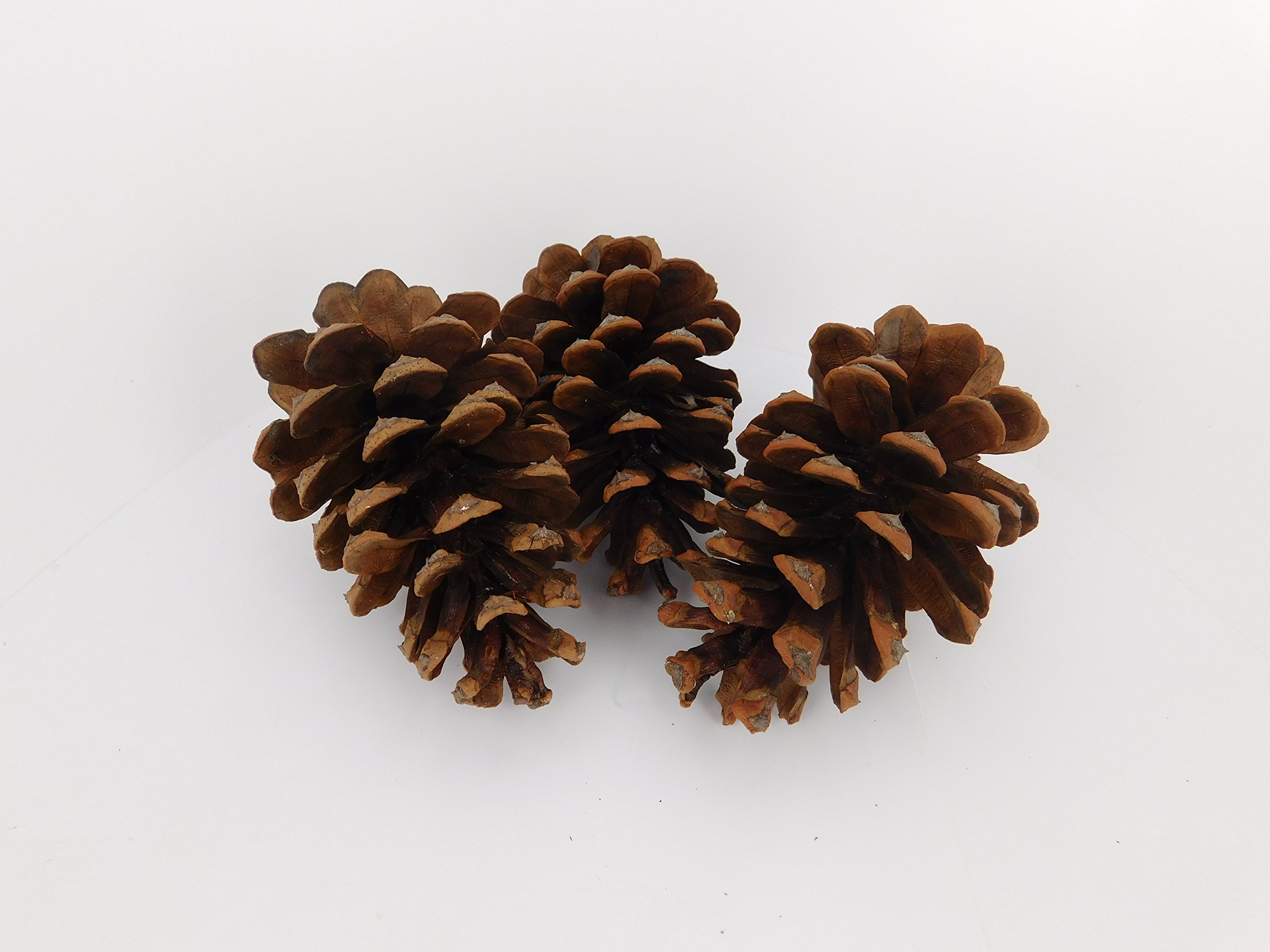 12 Ponderosa Natural Pine Cones 3