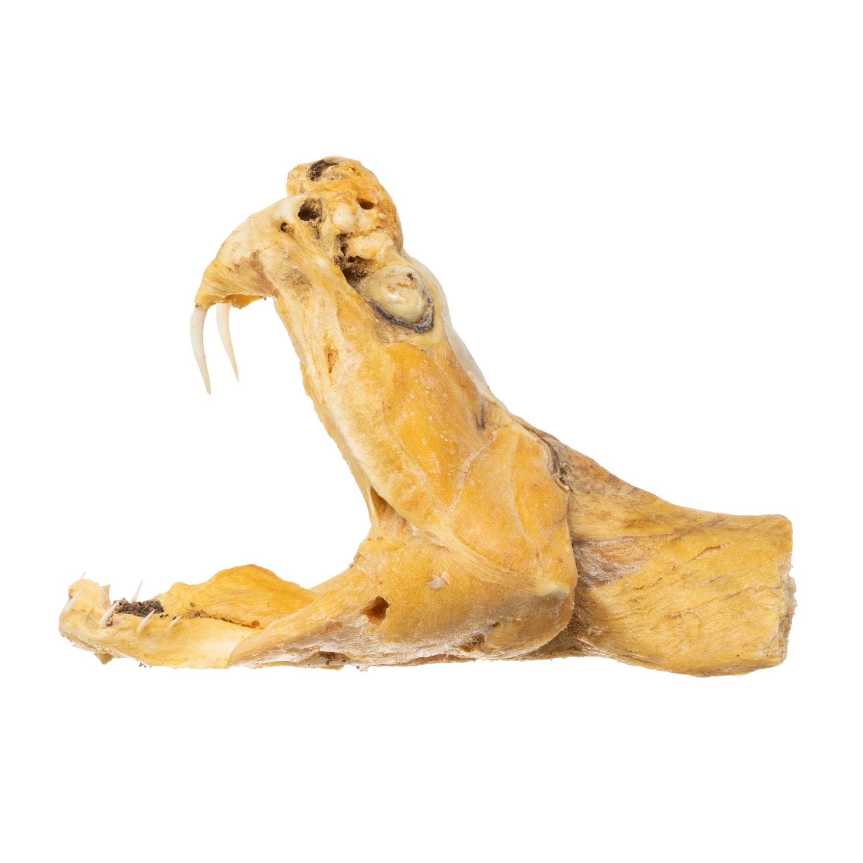 Preserved Rattlesnake Head - Authentic Taxidermy Specimen for Home Decor, Western Style, and Unique Gifts - Perfect for Halloween, Cabin Decor, and Oddity Collections
