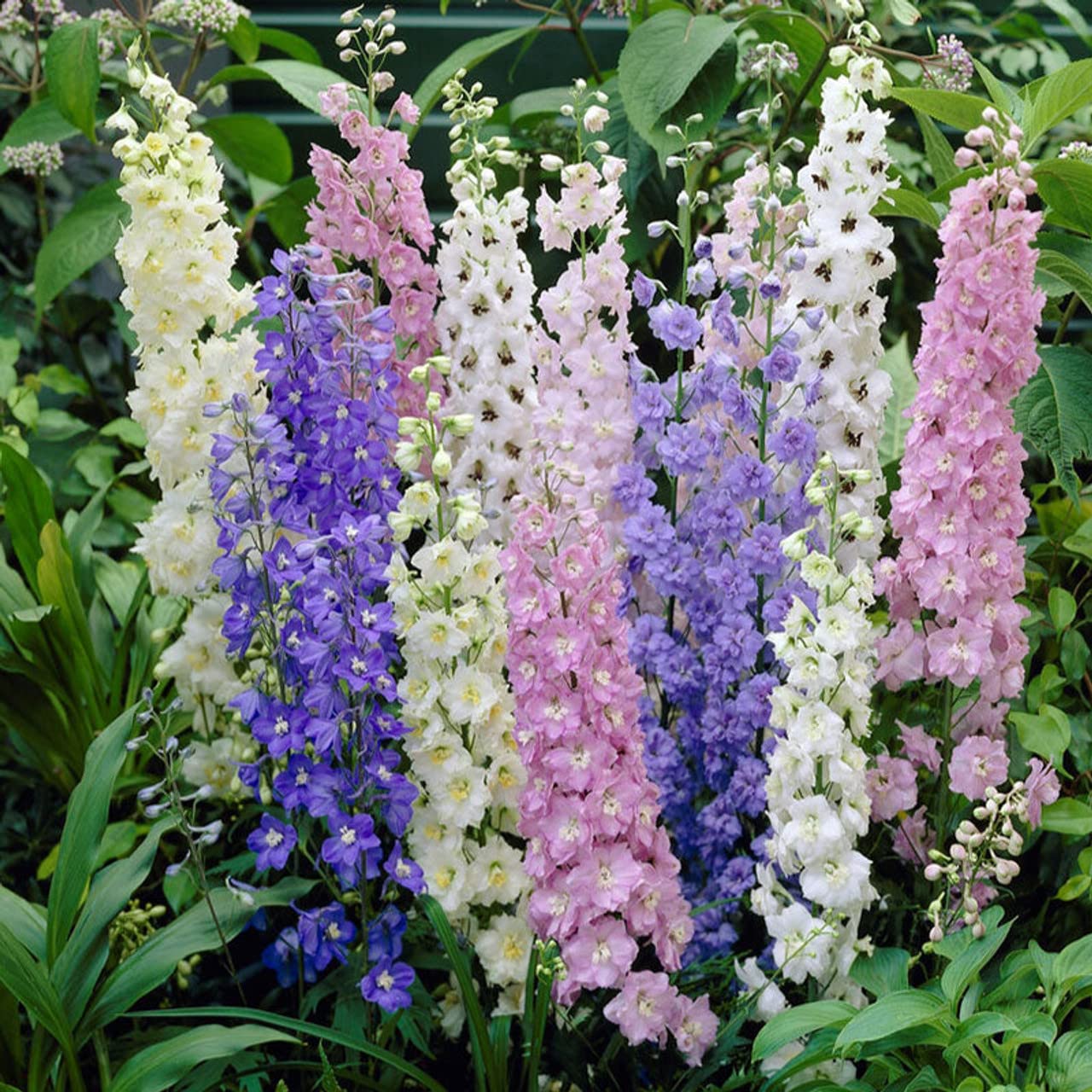 Todd's Seeds - Larkspur Giant Imperial Mix Flower Seeds (2g Packet) - White, Purple & Pink Blooms for Gardens, Bouquets & Landscaping