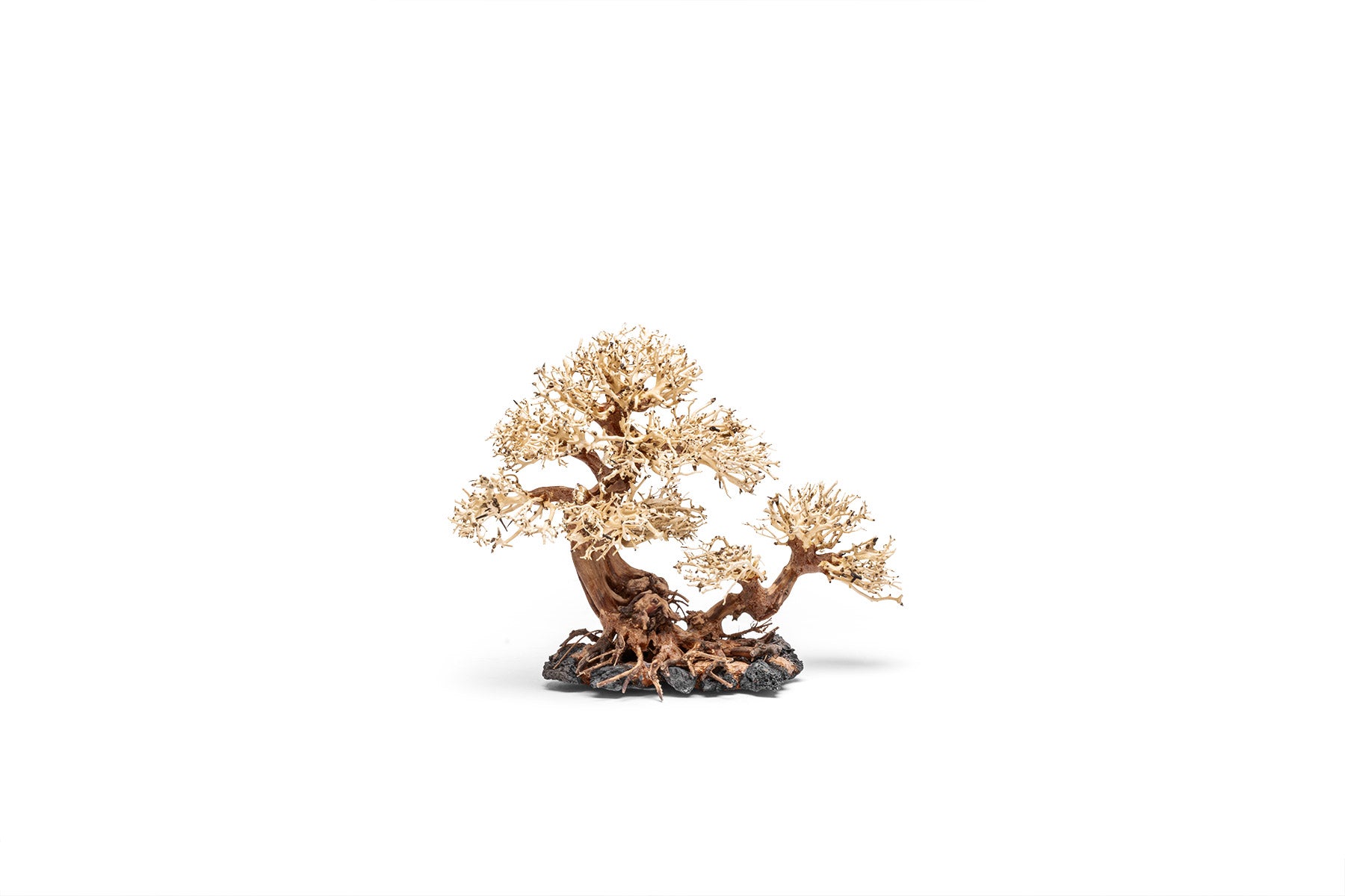 Uns Bonsai 011 - Premium Mini Bonsai Tree for Home & Office Decor | Perfect for Zen Gardens, Desk Decorations, and Gift Ideas