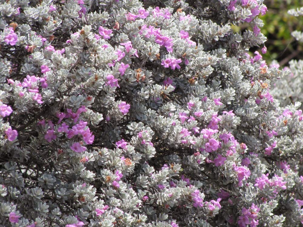 Texas Sage (Leucophyllum frutescens) - Drought-Tolerant Live Starter Plants (12 Pack) for Xeriscaping, Desert Gardens & Landscaping