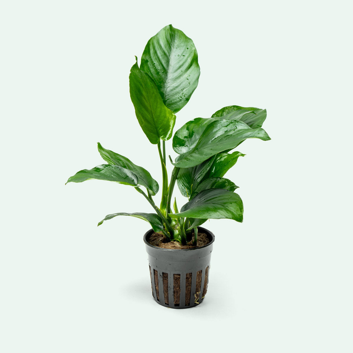 Anubias Barteri Broad Leaf - Live Aquarium Plant for Freshwater Fish Tanks - Easy Low Light Aquatic Plant for Beginners - Perfect for Aquascaping, Shrimp Tanks & Betta Fish Habitats