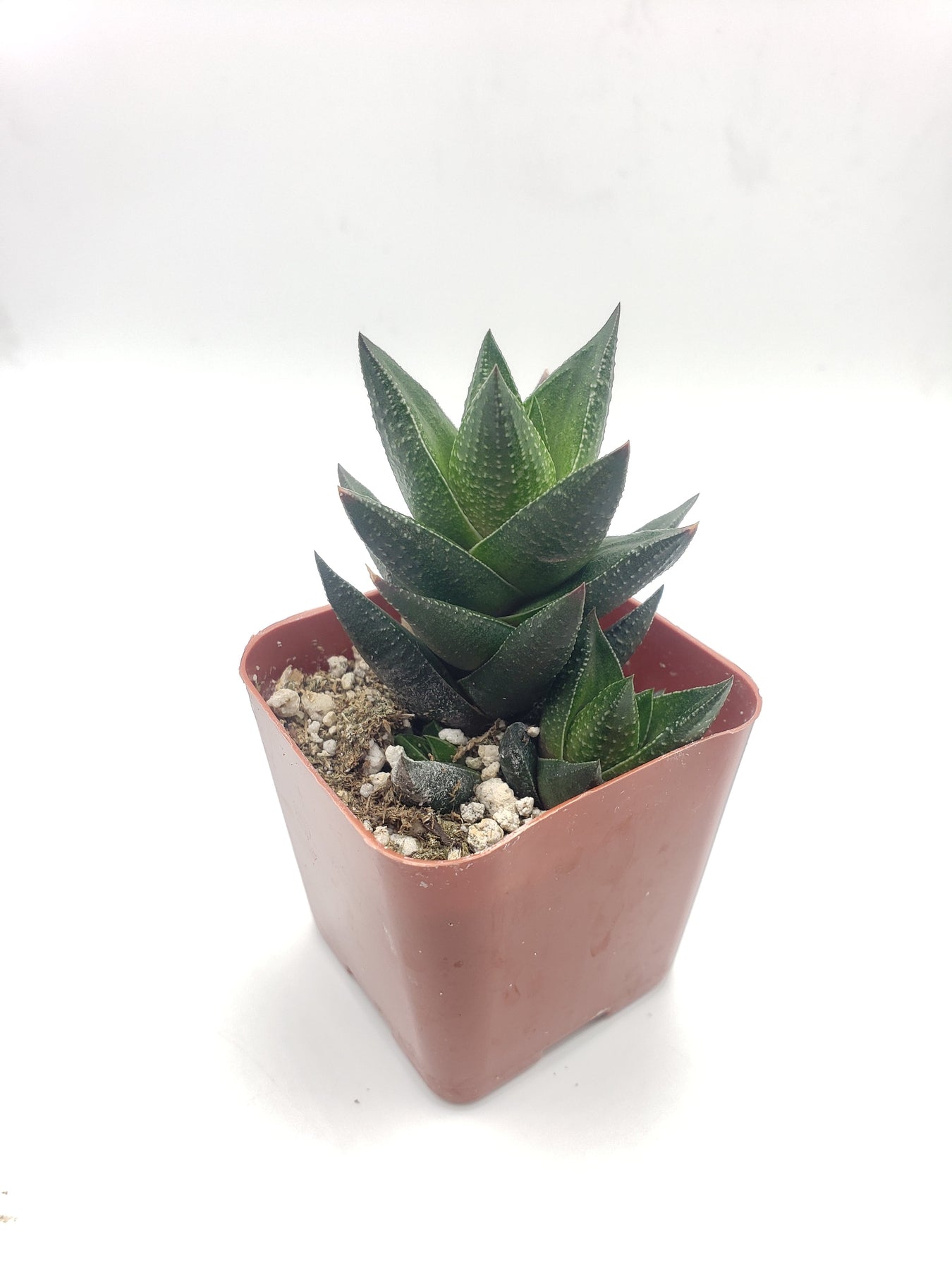 Haworthia Resendeana Succulent Plant - Rare #58 Live Succulent for Home Decor, Office Desk, or Garden Arrangement