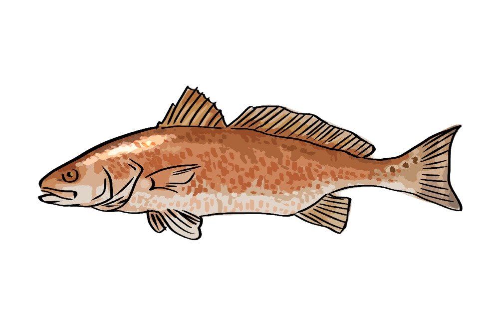 Drum Fish Icon - 16x24 Giclee Gallery Art Print, Vivid Textured Wall Decor for Living Room, Bedroom & Office | High-Quality Fine Art Reproduction