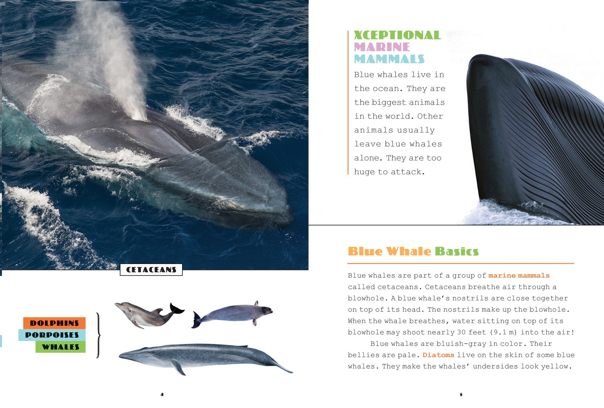 Blue Whales Book - ISBN 9781640261884 | Educational Marine Life Reading for Kids & Adults | Perfect for School Projects & Ocean Enthusiasts
