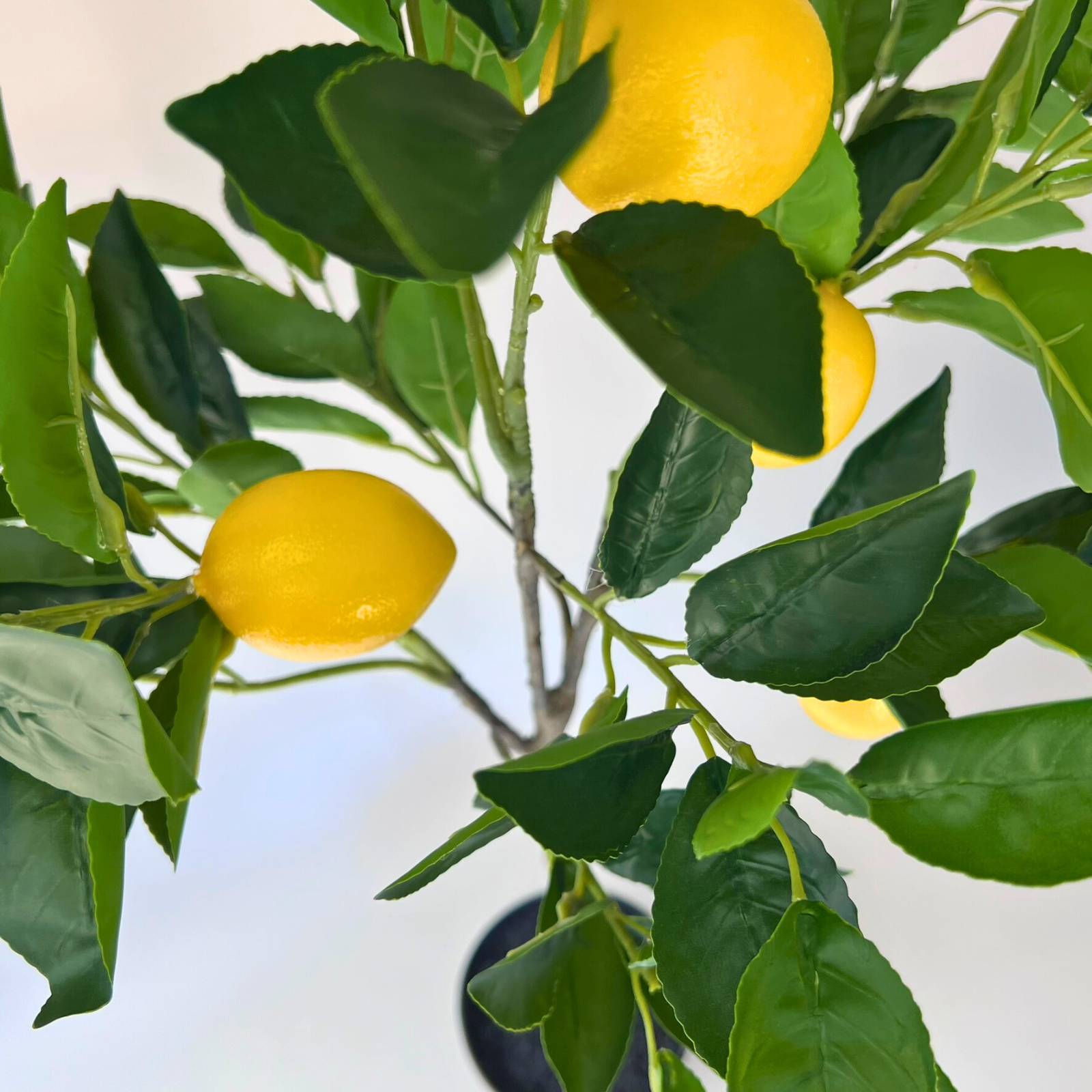 Fresh Lemon Tree Plant - 90cm Tall Indoor/Outdoor Fruit Tree for Home Garden, Patio, or Balcony - Perfect for Decor, Gifting, and Organic Lemon Harvesting