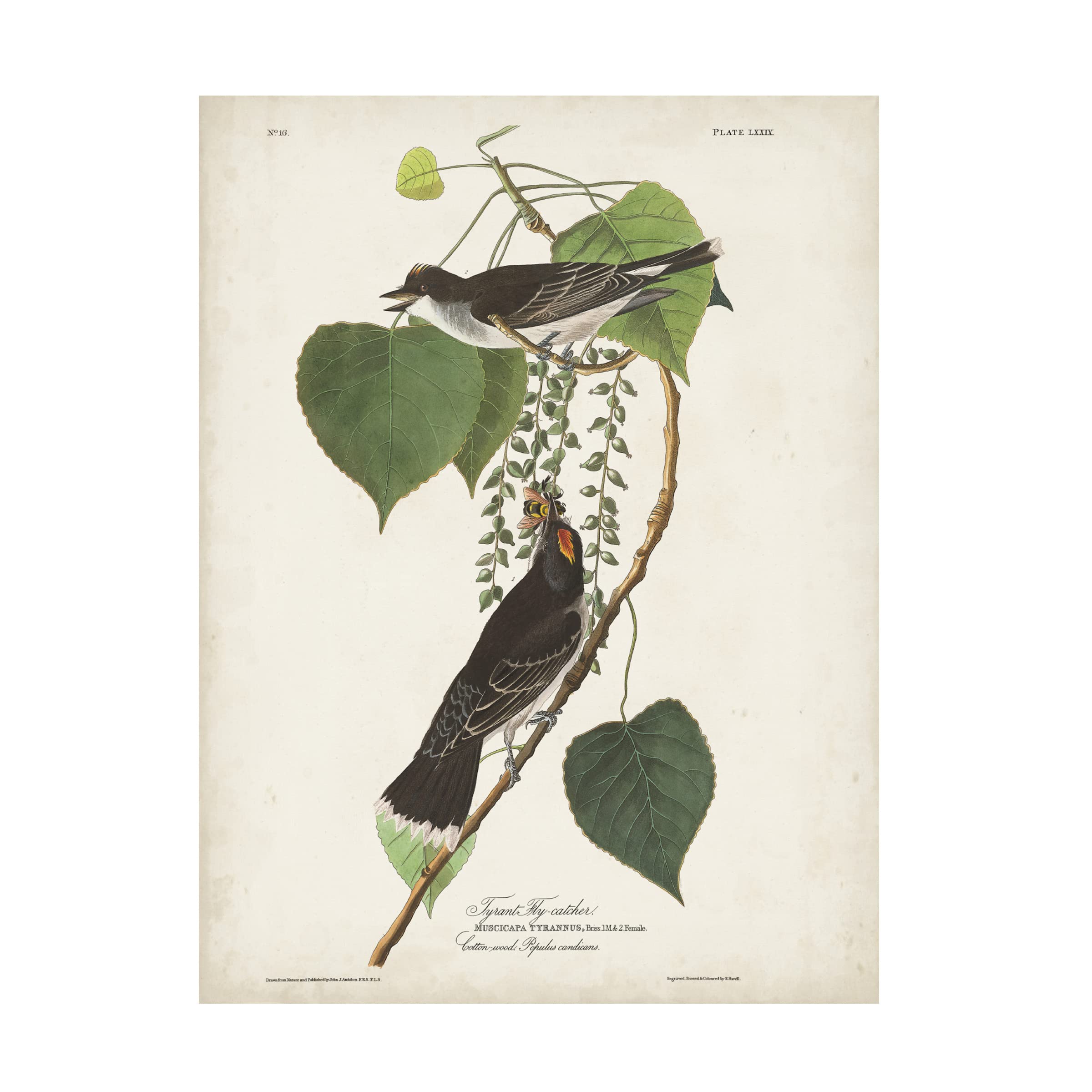 John James Audubon 'Tyrant Flycatcher' Canvas Art Print - 35x47 Inch Wildlife Bird Painting - Premium Home & Office Wall Decor for Nature Lovers