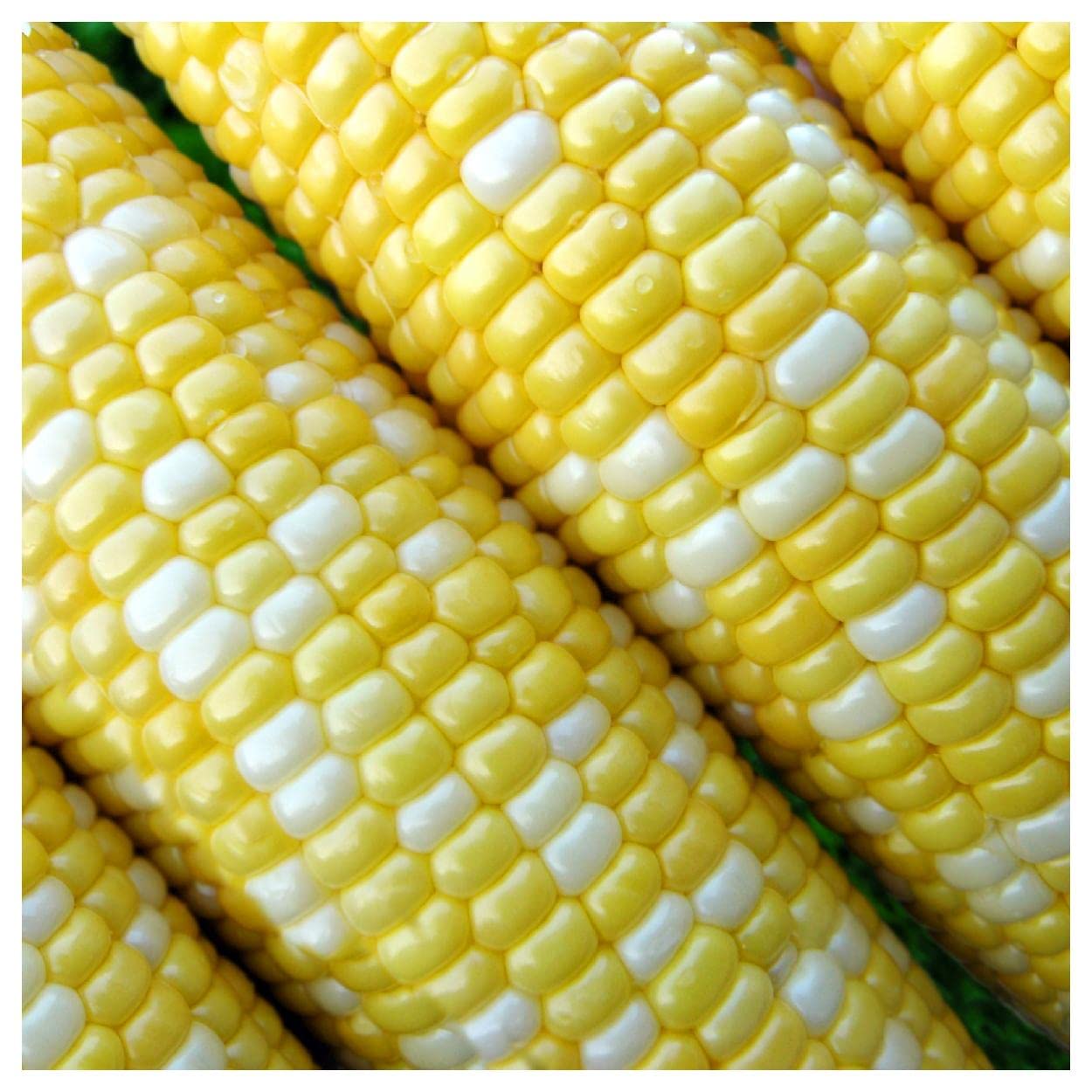 Everwilde Farms – 1 Lb Peaches & Cream Hybrid Sweet Corn Seeds - Gold Vault Bulk - Non-GMO Garden Seeds for Home Planting, Fresh Eating & Canning