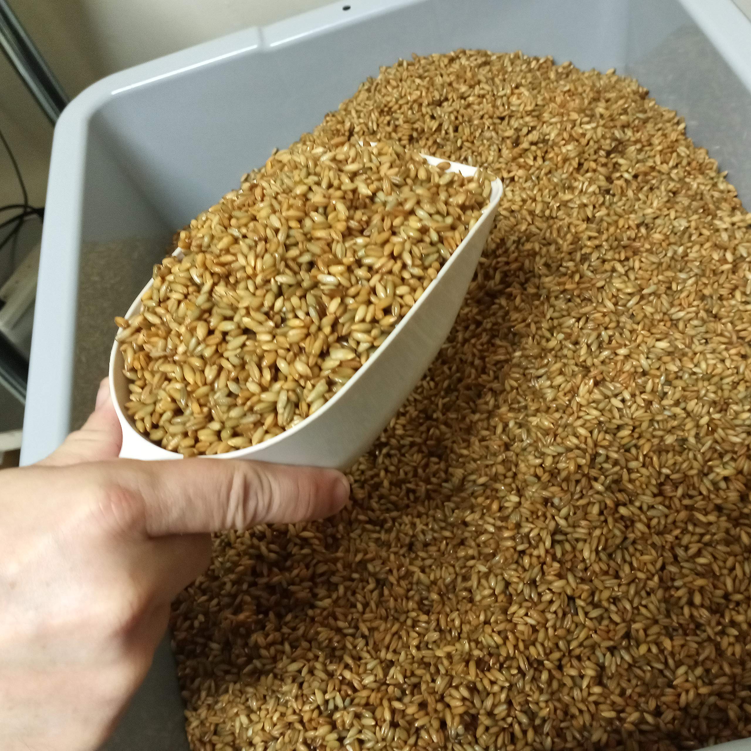 Sterilized Rye Berry Mushroom Substrate Bags - 18 Pack (1lb Each) - Premium Grain Spawn for Growing Gourmet Mushrooms at Home or Commercial Farming